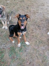 JODIE, Hund, Mischlingshund in Rumänien - Bild 5