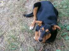 JODIE, Hund, Mischlingshund in Rumänien - Bild 6