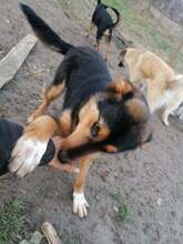 JODIE, Hund, Mischlingshund in Rumänien - Bild 7