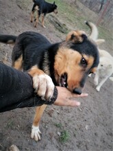 JODIE, Hund, Mischlingshund in Rumänien - Bild 8
