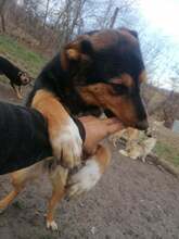 JODIE, Hund, Mischlingshund in Rumänien - Bild 9