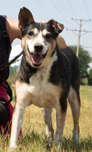 PANCHO, Hund, Mischlingshund in Bulgarien - Bild 1