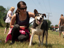 PANCHO, Hund, Mischlingshund in Bulgarien - Bild 3