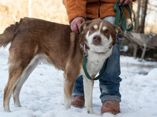 RICH, Hund, Mischlingshund in Bulgarien - Bild 1