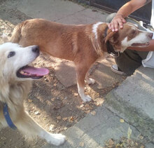RICH, Hund, Mischlingshund in Bulgarien - Bild 4