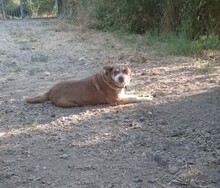 RICH, Hund, Mischlingshund in Bulgarien - Bild 5