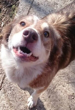 LORA, Hund, Mischlingshund in Bulgarien - Bild 4