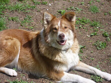 LORA, Hund, Mischlingshund in Bulgarien - Bild 5