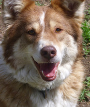LORA, Hund, Mischlingshund in Bulgarien - Bild 7