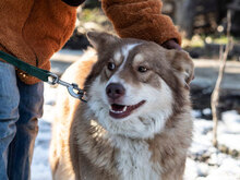 LORA, Hund, Mischlingshund in Bulgarien - Bild 8