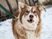 LORA, Hund, Mischlingshund in Bulgarien - Bild 9
