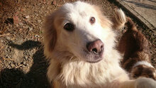 RORA, Hund, Mischlingshund in Bulgarien - Bild 1