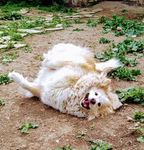 RORA, Hund, Mischlingshund in Bulgarien - Bild 2