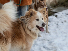 RORA, Hund, Mischlingshund in Bulgarien - Bild 3