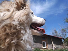 RORA, Hund, Mischlingshund in Bulgarien - Bild 4