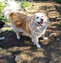 RORA, Hund, Mischlingshund in Bulgarien - Bild 5
