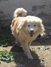 RORA, Hund, Mischlingshund in Bulgarien - Bild 6