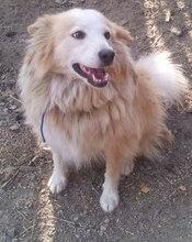 RORA, Hund, Mischlingshund in Bulgarien - Bild 8