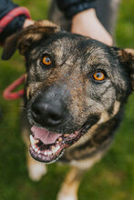 TOSHKO, Hund, Mischlingshund in Bulgarien - Bild 1