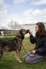 TOSHKO, Hund, Mischlingshund in Bulgarien - Bild 2