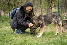 TOSHKO, Hund, Mischlingshund in Bulgarien - Bild 3