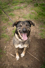 TOSHKO, Hund, Mischlingshund in Bulgarien - Bild 5