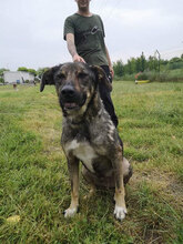 TOSHKO, Hund, Mischlingshund in Bulgarien - Bild 6