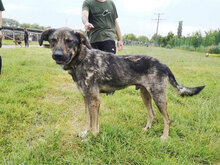 TOSHKO, Hund, Mischlingshund in Bulgarien - Bild 7