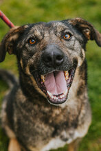 TOSHKO, Hund, Mischlingshund in Bulgarien - Bild 9