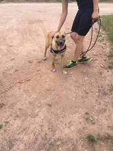 SUNNY, Hund, Mischlingshund in Ungarn - Bild 10