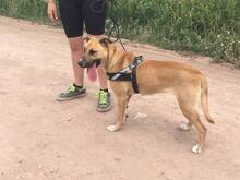 SUNNY, Hund, Mischlingshund in Ungarn - Bild 7