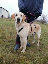 SAMU, Hund, Labrador-Golden Retriever-Mix in Ungarn - Bild 1