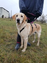 SAMU, Hund, Labrador-Golden Retriever-Mix in Ungarn - Bild 3