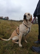 SAMU, Hund, Labrador-Golden Retriever-Mix in Ungarn - Bild 5