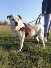 TEKERGÖ, Hund, Mischlingshund in Ungarn - Bild 2