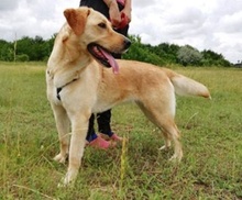 LIZA, Hund, Mischlingshund in Ungarn - Bild 1