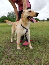 LIZA, Hund, Mischlingshund in Ungarn - Bild 2