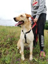 LIZA, Hund, Mischlingshund in Ungarn - Bild 3