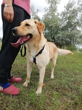 LIZA, Hund, Mischlingshund in Ungarn - Bild 5