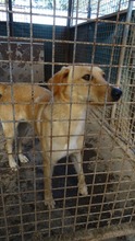 LIZA, Hund, Mischlingshund in Ungarn - Bild 7