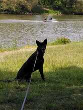 SILAS, Hund, Mischlingshund in Freudenberg - Bild 8
