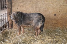 AVA, Hund, Mischlingshund in Rumänien - Bild 3