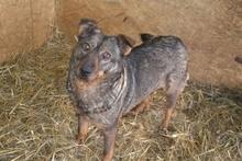 AVA, Hund, Mischlingshund in Rumänien - Bild 5