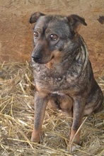 AVA, Hund, Mischlingshund in Rumänien - Bild 6