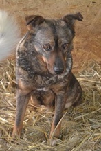 AVA, Hund, Mischlingshund in Rumänien - Bild 7