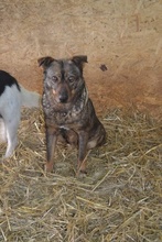AVA, Hund, Mischlingshund in Rumänien - Bild 8