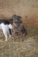 AVA, Hund, Mischlingshund in Rumänien - Bild 9