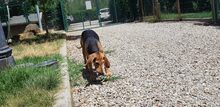 COCCODRILLO, Hund, Segugio Italiano in Italien - Bild 4