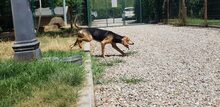 COCCODRILLO, Hund, Segugio Italiano in Italien - Bild 5
