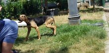 COCCODRILLO, Hund, Segugio Italiano in Italien - Bild 6